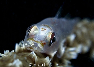 I shooted this Tiny Goby Fish in the afternoon when I div... by Alvin Liu 
